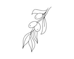 The olive branch is drawn with a black outline. Linear illustration vector