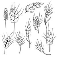 Doodle spikelets set, fancy ornate spikelets of various shapes and sizes for design vector