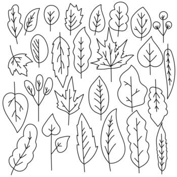 un conjunto de hojas de fideos de varias formas y tamaños, una hoja de contorno con diferente nervadura y forma de hoja vector