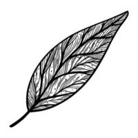 icono de vector de hoja de árbol de aguacate. boceto dibujado a mano de plantas tropicales de verano. hoja de un árbol de jardín en una rama, con venas. elemento botánico simple, hoja de contorno. aislado en blanco