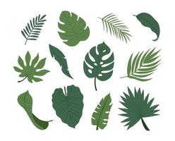 Set of tropical exotic plants leaves vector