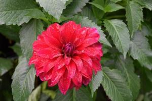 Red dahlia flowers with green leaves background. photo