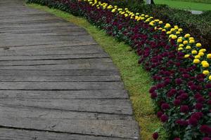 pasarela que tiene un macizo de flores de pompones al lado en el parque público de tailandia. foto