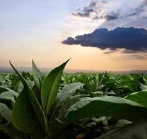 paisaje del jardín del campo de tabaco en los países asiáticos. foto