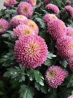 Pompons chrysanthemum flowers blooming with blurred background. photo
