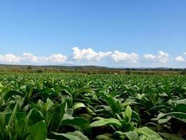 paisaje del jardín del campo de tabaco en los países asiáticos. foto