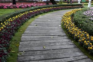 Walkway which has pompon flower bed beside in the public park in Thailand. photo