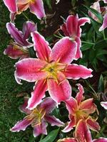 Lily flowers were decoreated at the park for coming travellers in Chiang Rai, Thailand. photo