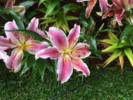 Lily flowers were decoreated at the park for coming travellers in Chiang Rai, Thailand. photo