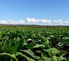 paisaje del jardín del campo de tabaco en los países asiáticos. foto