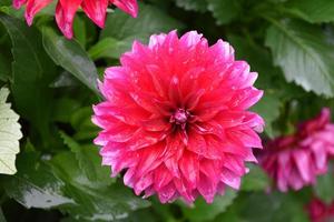 Red dahlia flowers with green leaves background. photo