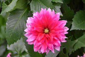 Red dahlia flowers with green leaves background. photo