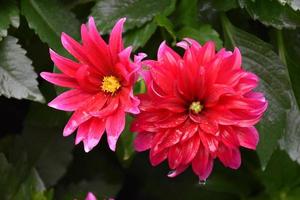 Red dahlia flowers with green leaves background. photo