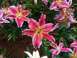 Lily flowers were decoreated at the park for coming travellers in Chiang Rai, Thailand. photo