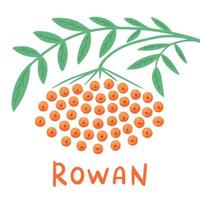 Rowan. Branch of rowan berry. Rowan for jam and dessert. Illustration for printing, backgrounds, covers, packaging, greeting cards, posters and stickers. Isolated on white background. vector