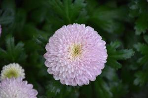 Pompons chrysanthemum flowers blooming with blurred background. photo