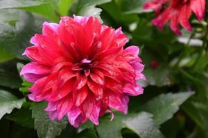 Red dahlia flowers with green leaves background. photo