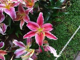 Lily flowers were decoreated at the park for coming travellers in Chiang Rai, Thailand. photo