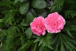 Red dahlia flowers with green leaves background. photo