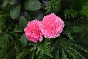 Red dahlia flowers with green leaves background. photo