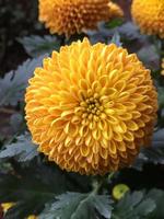 Yellow pompons chrysanthemum blooming with blurred background. photo