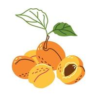 A group of ripe apricots vector