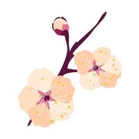 A sprig with plum flowers vector