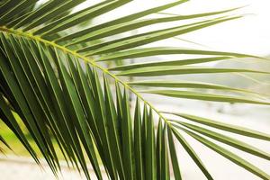 Green palm leaf. Tropical island jungle abstract photo. Sunny day in exotic place. Tourist hotel or resort banner template. Fluffy leaf of coconut palm tree. Tropical paradise photo