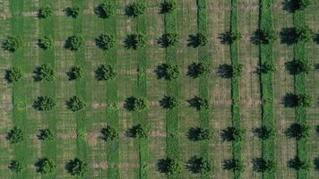 aerial view over agricultural gardens in spring time photo