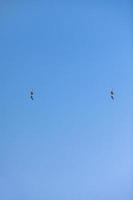 dos pájaros volando gaviota aislado cielo símbolo del concepto de libertad. gaviotas blancas en el cielo foto