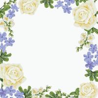 watercolor beautiful white rose and blue Plumbago auriculata plant flower bouquet square frame vector
