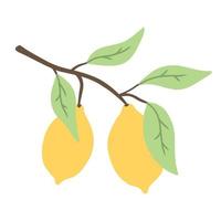 Branch with lemons. Lemons with leaves. Vector illustration. Lime illustration.