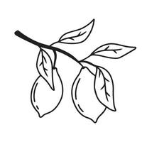 Doodle branch with lemons. Lemons with leaves. Vector illustration. Lime illustration.