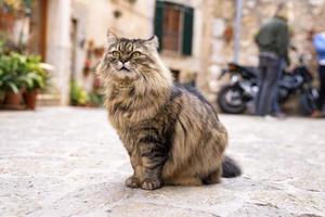 Maine coon cat looking away while sitting on street against houses in town photo