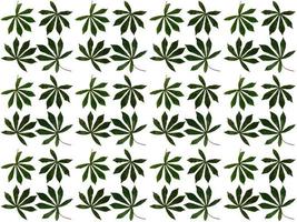 Pattern Leaves on a white background photo