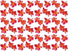 Flowers Pattern on a white background photo