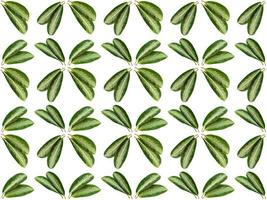 Pattern Leaves background photo