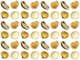 clam pattern on a white background photo