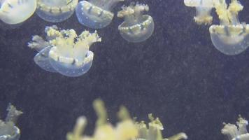 medusas azules y amarillas blancas flotando en el acuario de agua en 4k video