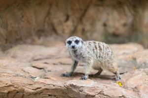 Single meerkat looking for hunter animal photo