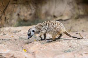 Single meerat was finding food photo