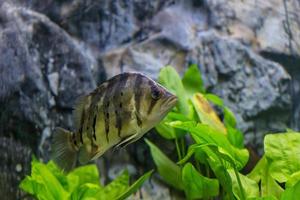 peces cíclidos de malawi en acuario foto