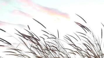 fiore di erba in movimento con il cielo potrebbe sfondo - concetto di metraggio di sfondo dell'ambiente naturale