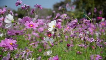 lila kosmos blommor trädgård med klarblå himmel bakgrund video
