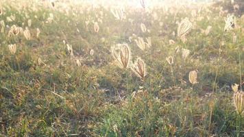 campo di fiori di erba di prato verde caldo con la luce solare del mattino - concetto di metraggio di sfondo dell'ambiente naturale di tono di luce solare calda video