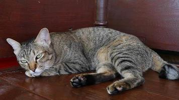 gato domestico hogar mascota en tailandia video