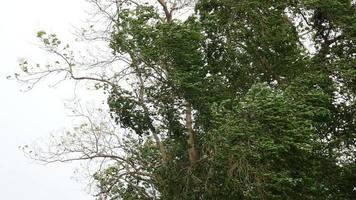 Strong wind blowing big green tree in bad weather - dangerous natural phenomena concept video