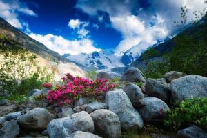 Rhododendrons in the high mountains under an Alpine glacier photo