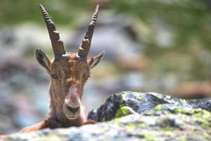 cabeza de cabra montés hembra entre las piedras foto