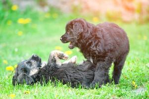 Two puppies dogs play photo
